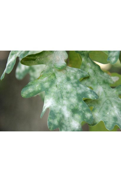 Борошниста роса